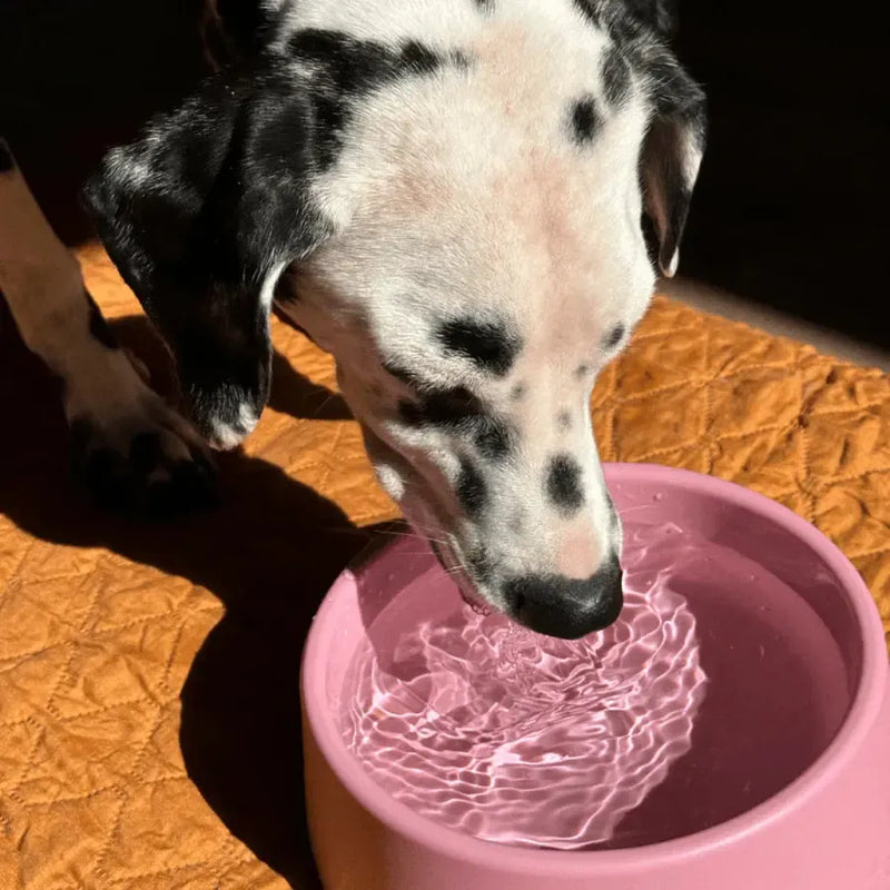 Beco - Steady Dog Bowl - Pink-Beco-Love My Hound