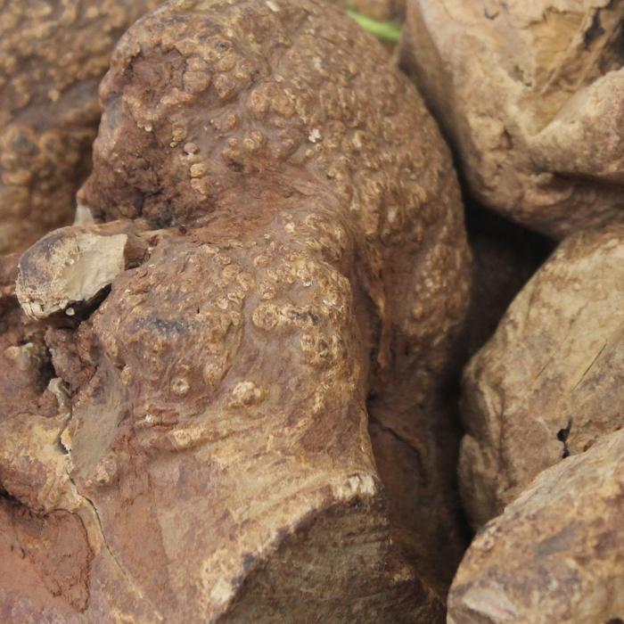 Green & Wilds | ChewRoots Extra Small-Green & Wilds-Love My Hound