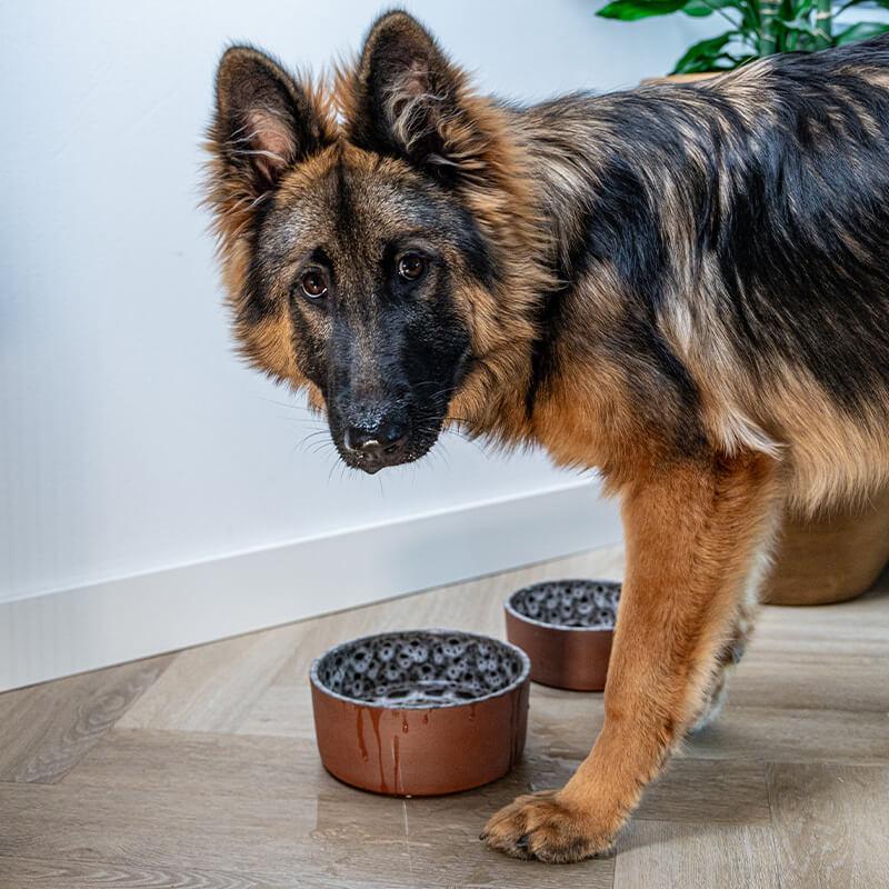 AVA Bowls | Ceramic Dog Bowl - Jag-Ava bowls-Love My Hound