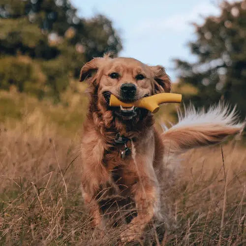 Beco - Natural Rubber Super Stick - Orange-Beco-Love My Hound