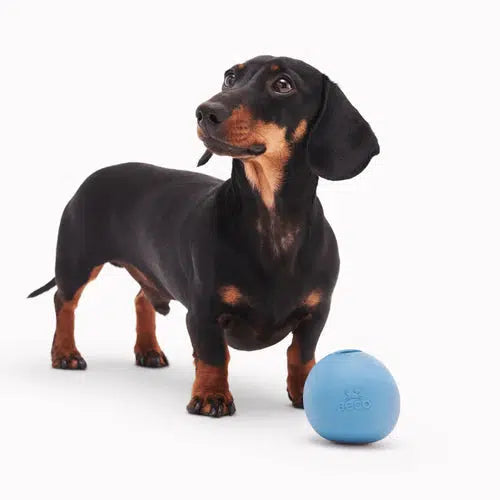 Beco - Natural Rubber Wobble Ball - Blue-Beco-Love My Hound