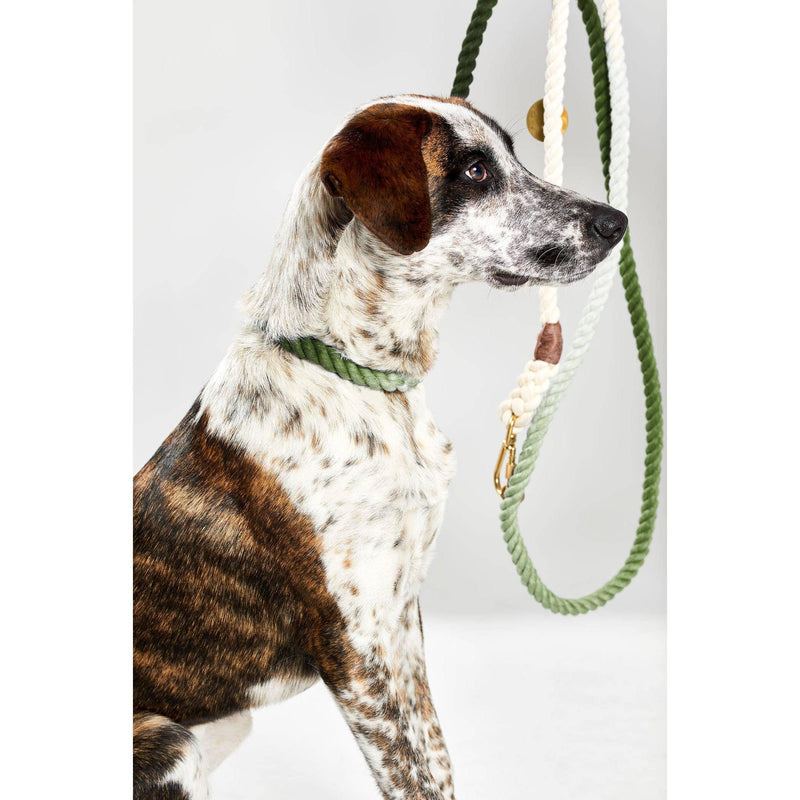 Found My Animal | Olive Ombre Cotton Rope Dog Collar-Found My Animal-Love My Hound