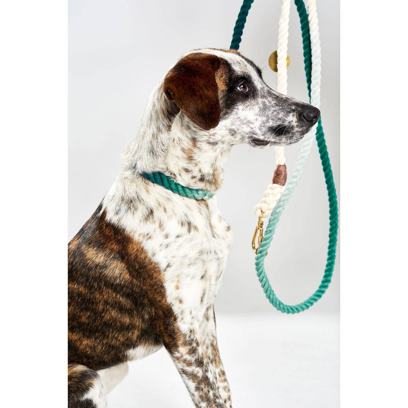 Found My Animal | Teal Ombre Cotton Rope Dog Collar-Found My Animal-Love My Hound