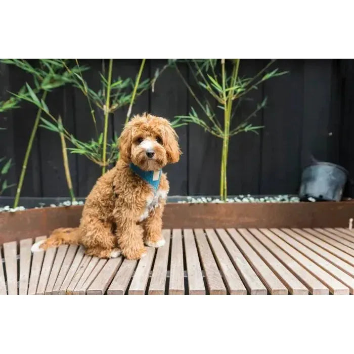 FuzzYard Life | Corduroy Dog Harness - French Blue-FuzzYard Life-Love My Hound