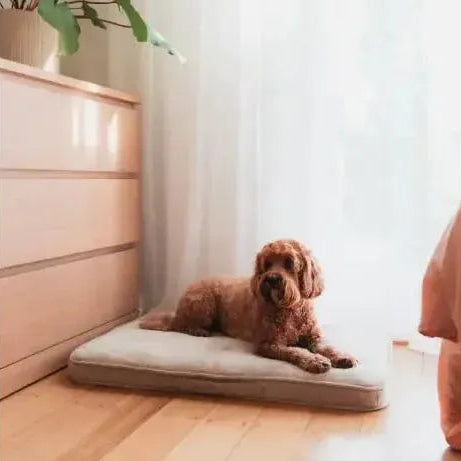 FuzzYard Life | Dog Lounge Mat - Sandstone-FuzzYard Life-Love My Hound