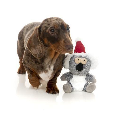 Fuzzyard | Christmas Kana the Koala-FuzzYard-Love My Hound