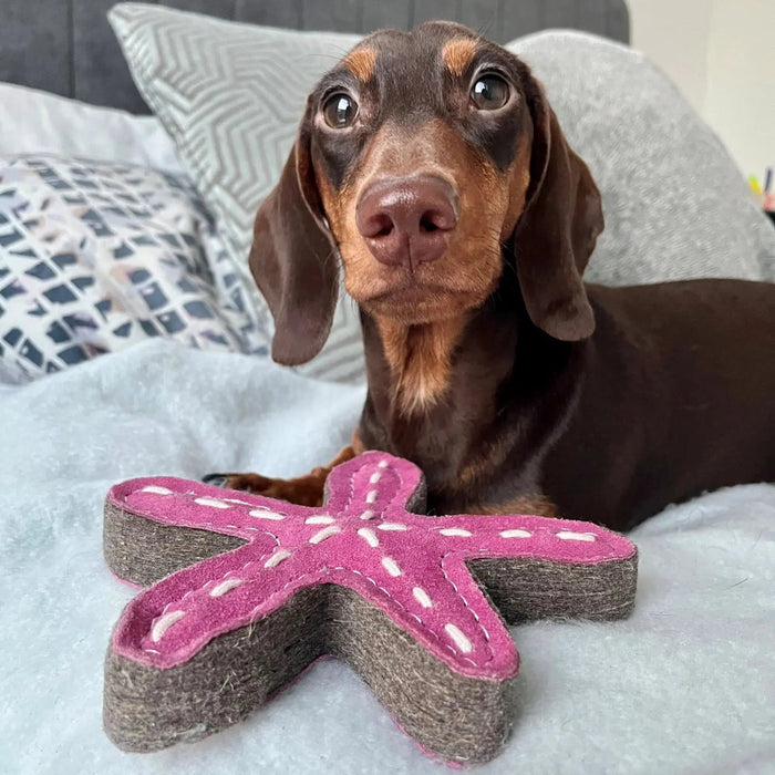Green & Wilds | Eco Dog Toy - Stanley Starfish-Green & Wilds-Love My Hound