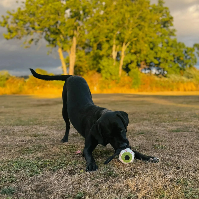 Green & Wilds | Eye-m watching you, Eco Dog Toy-Green & Wilds-Love My Hound