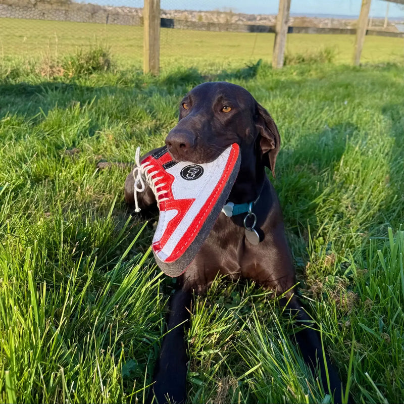 Green & Wilds | Gordon Hi-Top - Eco Dog Toy-Green & Wilds-Love My Hound