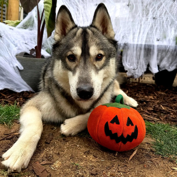 Green & Wilds | Patch the Pumpkin, Eco Dog Toy-Green & Wilds-Love My Hound