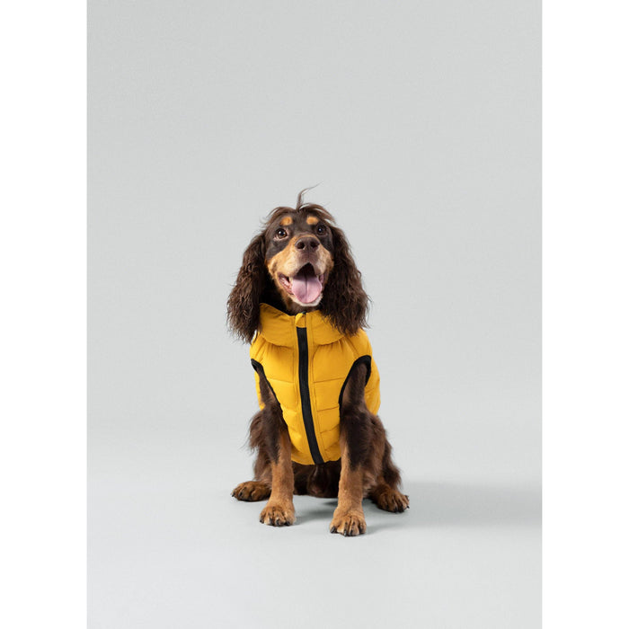 Hugo & Hudson | Hackett x Hugo Hudson Dog Puffer Jacket, Forest Green & Gold-Hugo & Hudson-Love My Hound