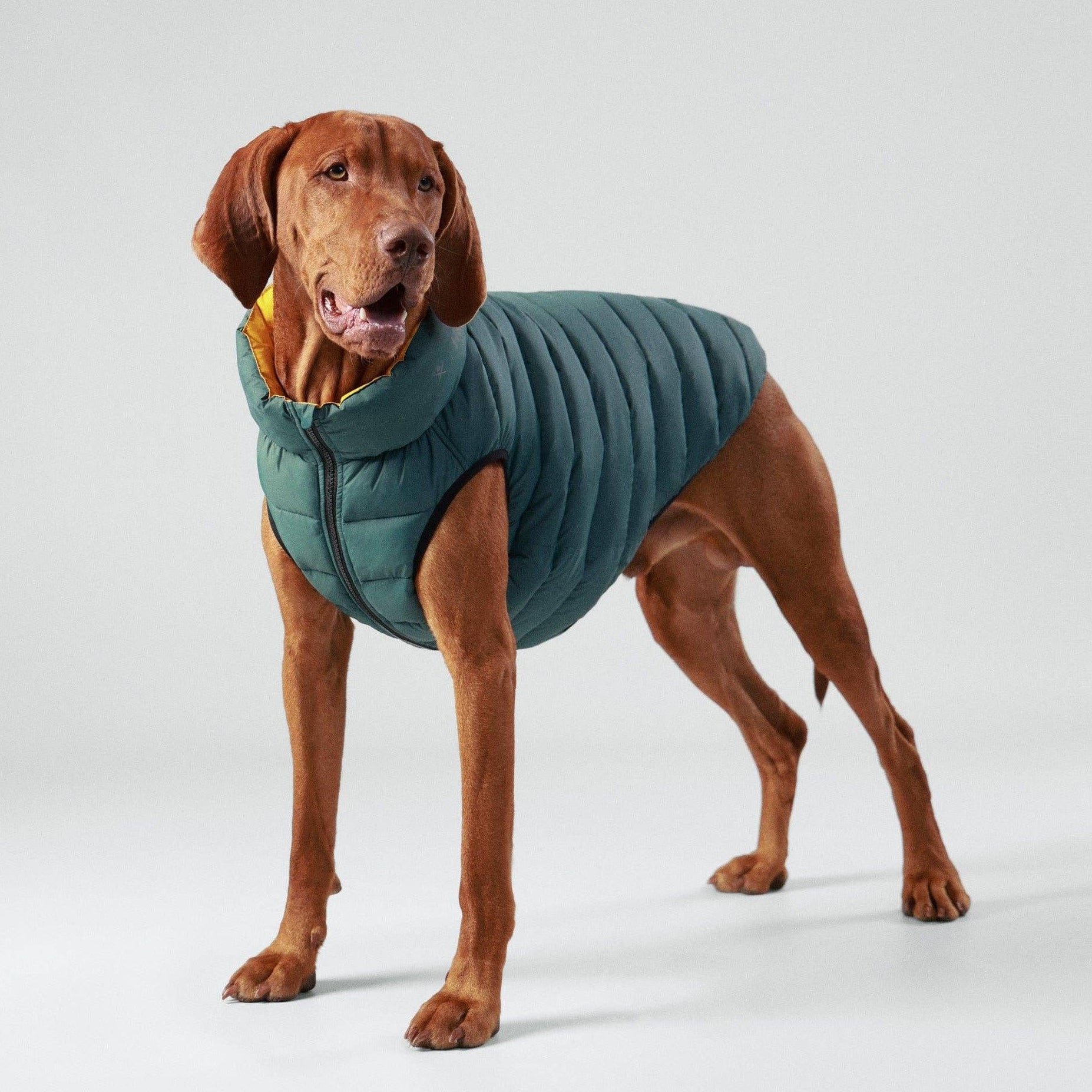 Hugo & Hudson | Hackett x Hugo Hudson Dog Puffer Jacket, Forest Green & Gold-Hugo & Hudson-Love My Hound