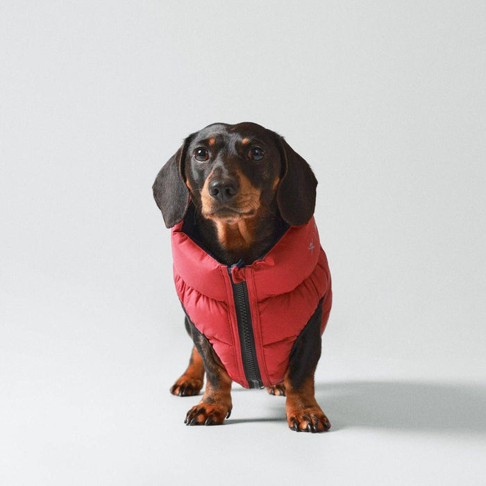 Hugo & Hudson | Hackett x Hugo Hudson Dog Puffer Jacket - Navy & Berry-Hugo & Hudson-Love My Hound