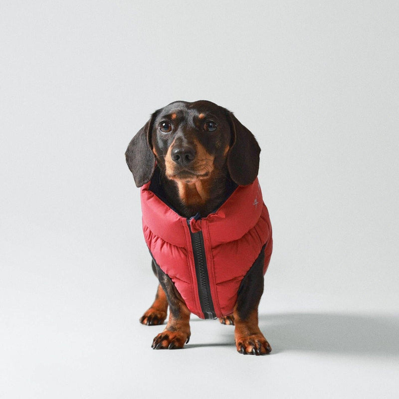 Hugo & Hudson | Hackett x Hugo Hudson Dog Puffer Jacket - Navy & Berry-Hugo & Hudson-Love My Hound