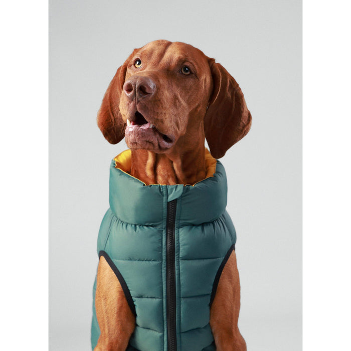 Hugo & Hudson X Hackett | Dog Puffer Jacket, Forest Green & Gold-Hugo & Hudson-Love My Hound