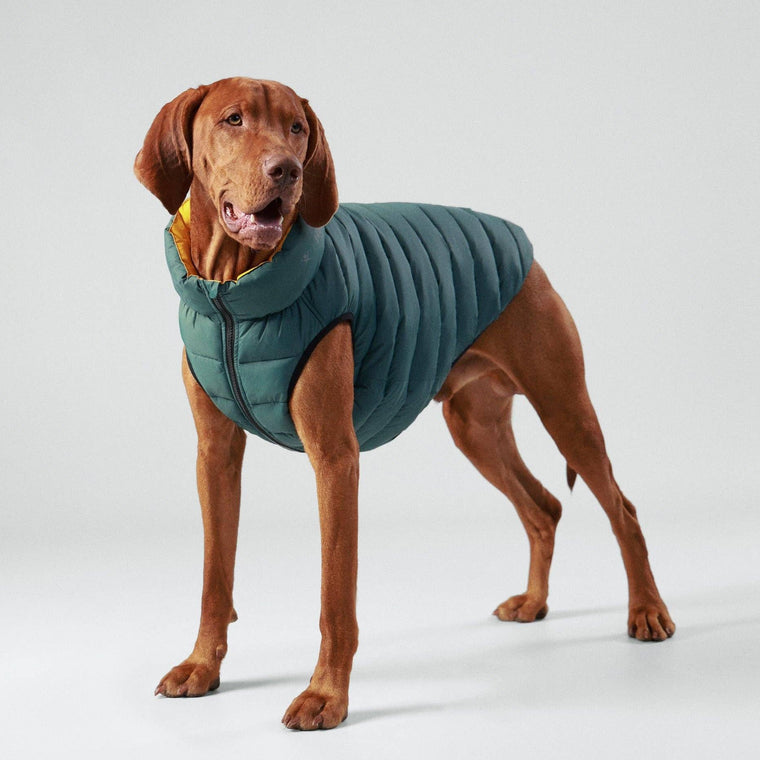 Hugo & Hudson X Hackett | Dog Puffer Jacket, Forest Green & Gold