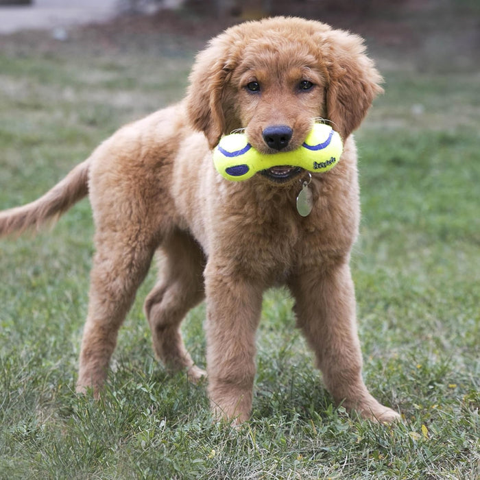 Kong | AirDog Squeaker Bone and Dumbbel - Dog Toy-Kong-Love My Hound