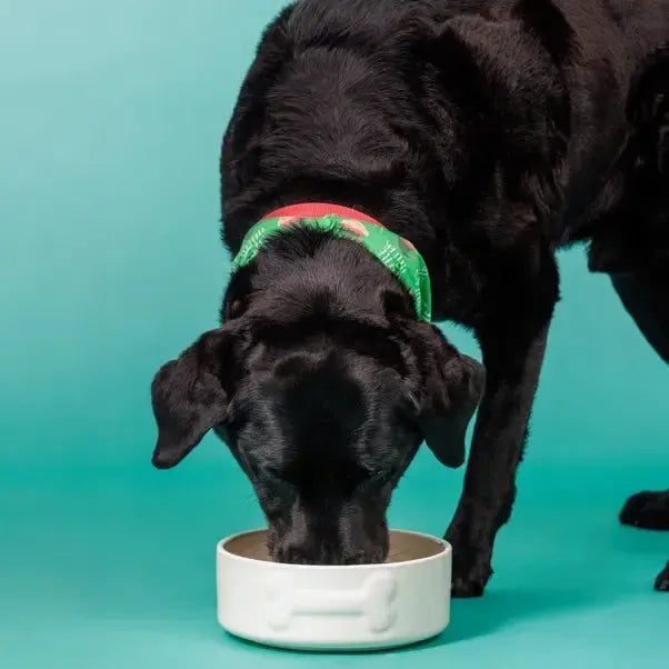Mason Cash - Colour Mix Cream Dog Bowl-Mason Cash-Love My Hound