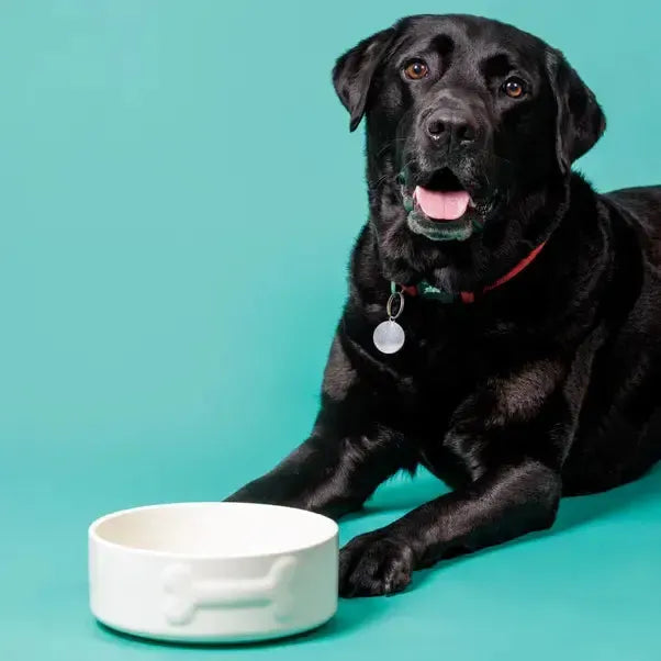 Mason Cash - Colour Mix Cream Dog Bowl-Mason Cash-Love My Hound