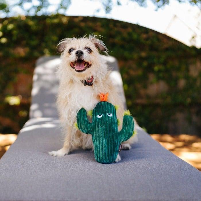 Blooming Buddies Prickly Pup Cactus Dog Toy - Main Image