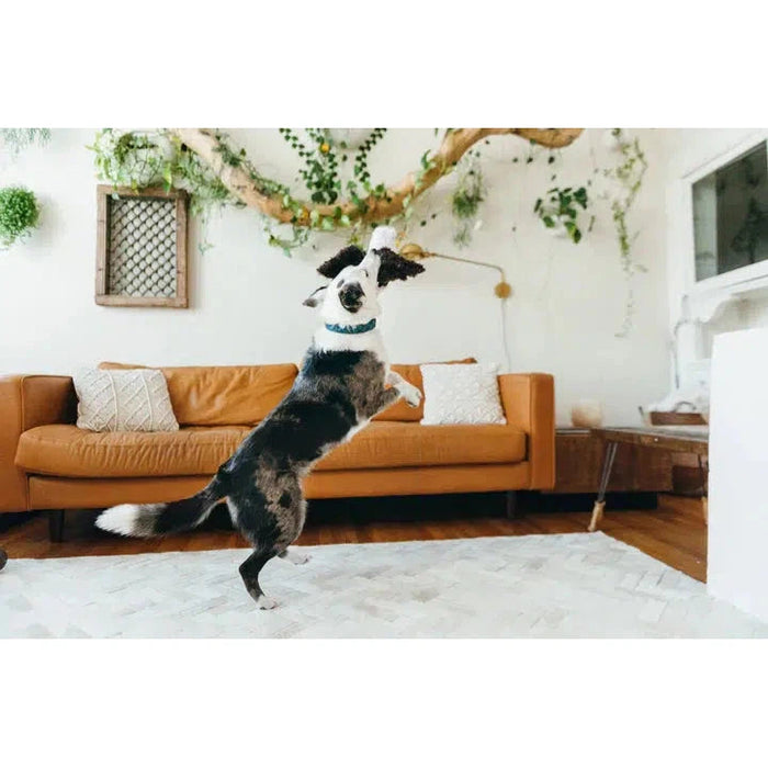 P.L.A.Y - Fetching Flock - Tito the Toucan Dog Toy-P.L.A.Y-Love My Hound
