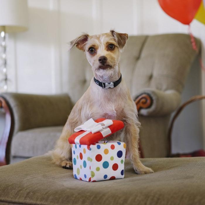 P.L.A.Y | Party Time - Pawfect Present Dog Toy-P.L.A.Y-Love My Hound