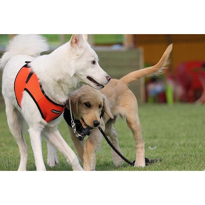 Puppia Soft Vest Dog Harness (B) - Orange-Puppia-Love My Hound