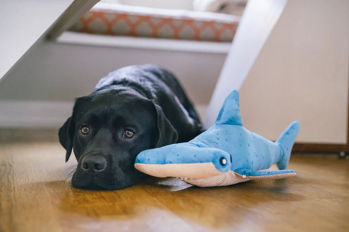 P.L.A.Y |  Ocean Buddies - Ocean Buddies - Hammerhead Shark