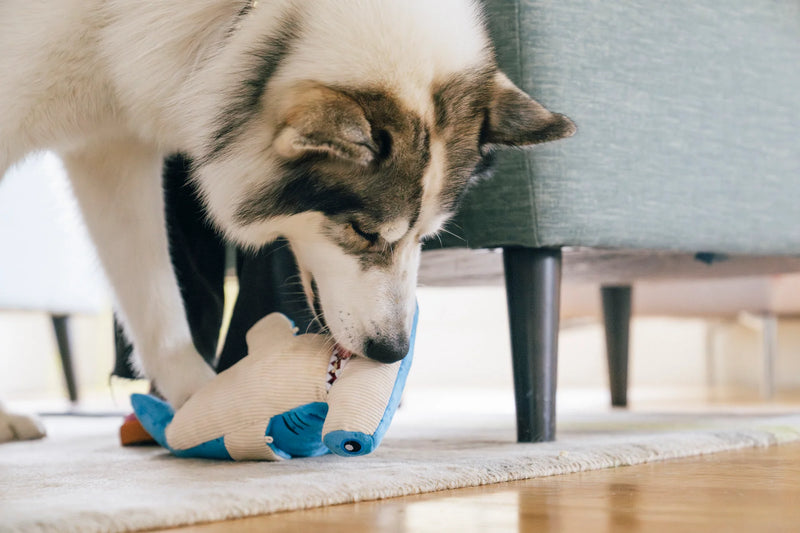 P.L.A.Y |  Ocean Buddies - Ocean Buddies - Hammerhead Shark