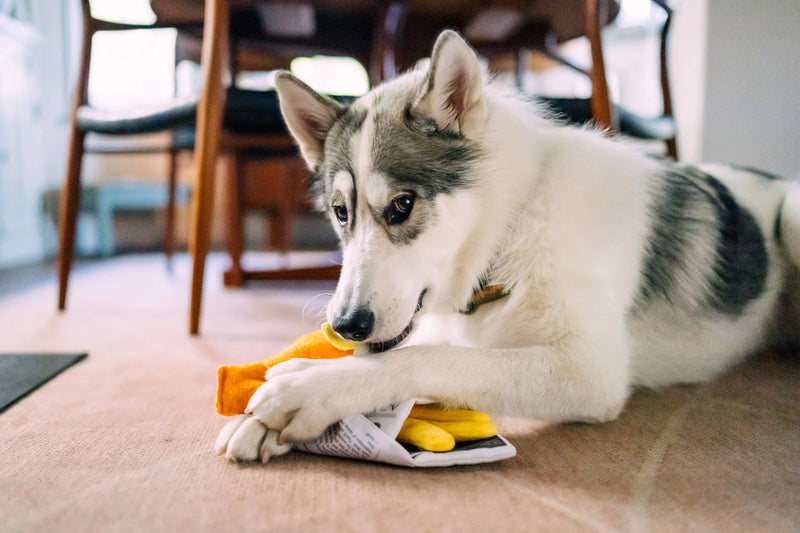 P.L.A.Y |  International Classic Fish & Chips - Plush Dog Toy