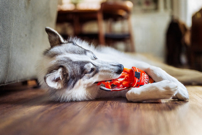 P.L.A.Y |  International Classic Slurp It Up - Plush Dog Toy