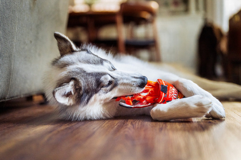 P.L.A.Y |  International Classic Slurp It Up - Plush Dog Toy