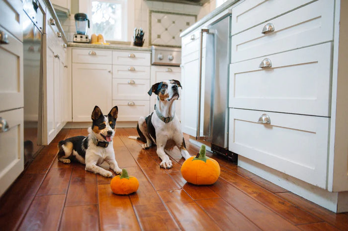 P.L.A.Y |  Garden Fresh Pumpkin - Plush Dog Toy