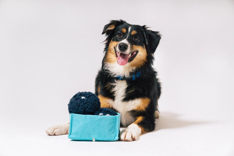 P.L.A.Y |  Picked Fresh Blue Beg-rries - Plush Dog Toy