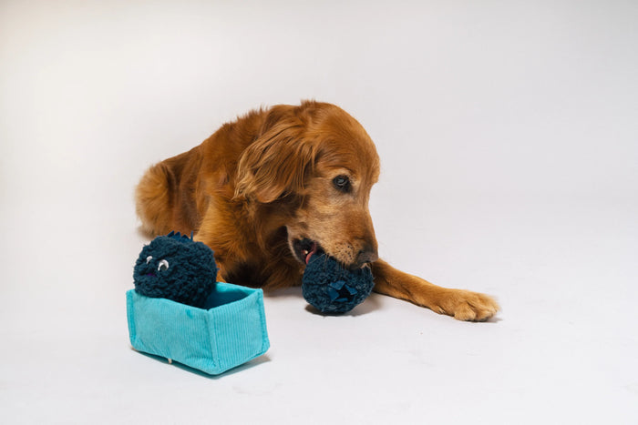 P.L.A.Y |  Picked Fresh Blue Beg-rries - Plush Dog Toy