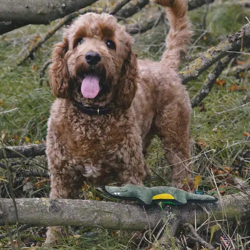 Beco - Recycled Rough & Tough - Charlie the Crocodile Dog Toy-Beco-Love My Hound