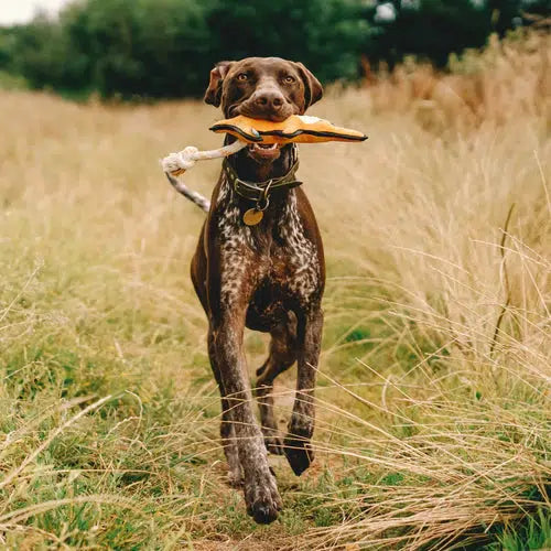 Beco - Recycled Rough & Tough - Kelly the Kangaroo Dog Toy-Beco-Love My Hound