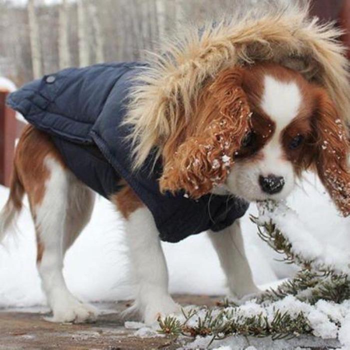 Fabdog | Parka Dog Coat Navy-Fabdog-Love My Hound