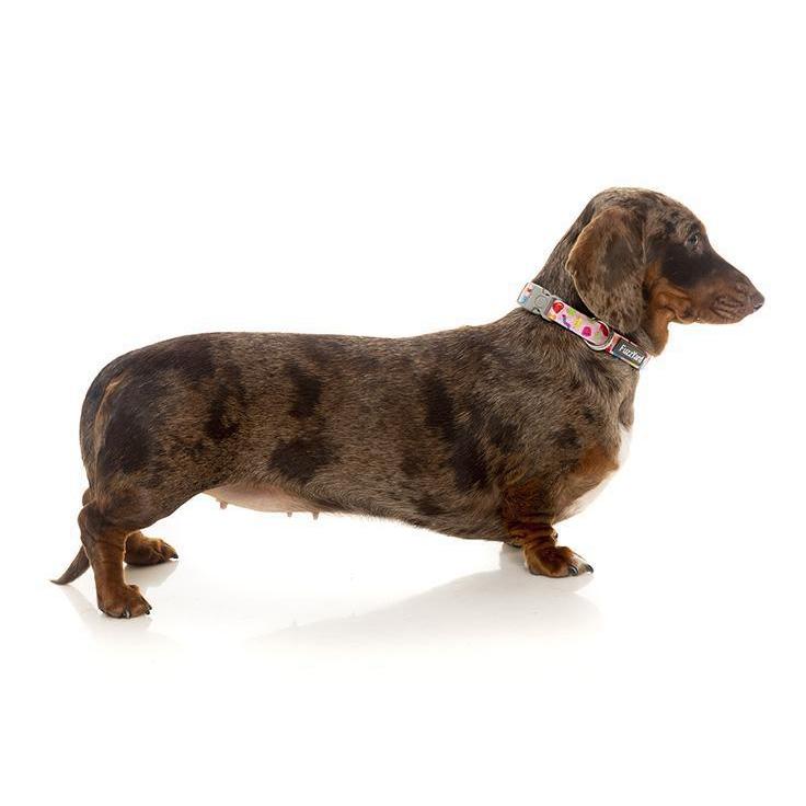 FuzzYard | Jelly Bears - Dog Collar-FuzzYard-Love My Hound