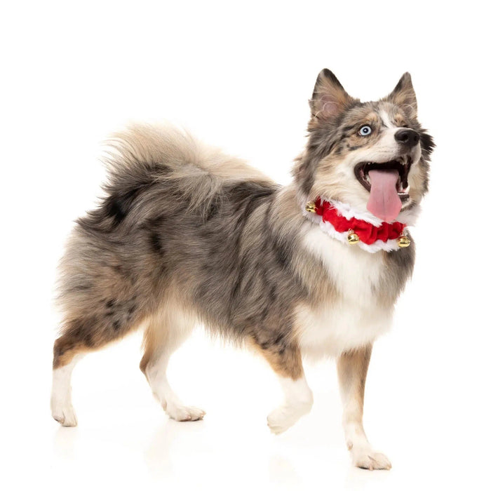 FuzzYard | Jingle Bells - Christmas Dog Collar-FuzzYard-Love My Hound