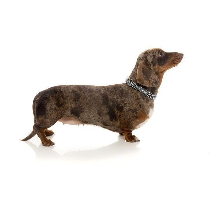 FuzzYard | Northcote - Dog Collar-FuzzYard-Love My Hound