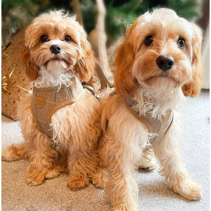 Hugo & Hudson | Caramel Herringbone Tweed Dog Harness-Hugo & Hudson-Love My Hound