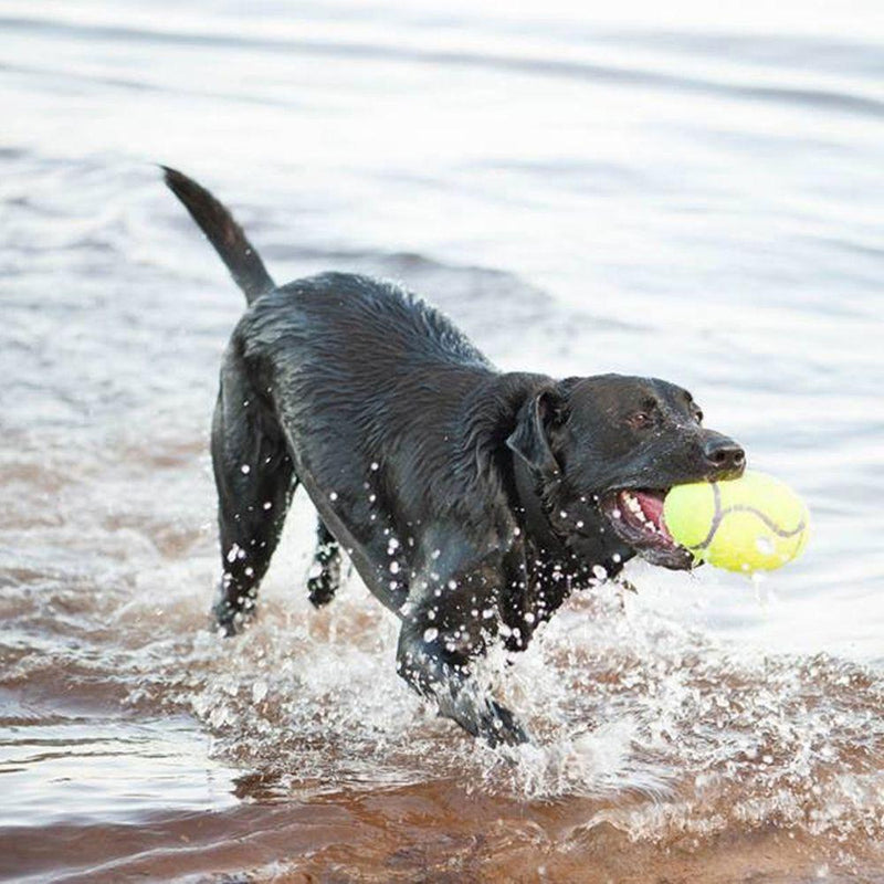 Kong | Airdog Squeaker American Football - Dog Toy-Kong-Love My Hound