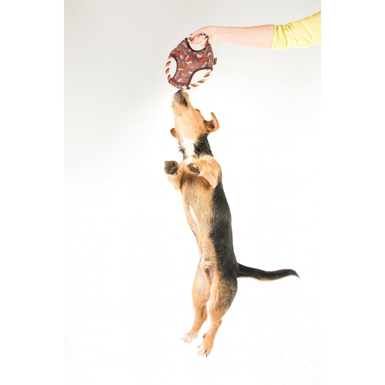 Flying disc dog toy hotsell