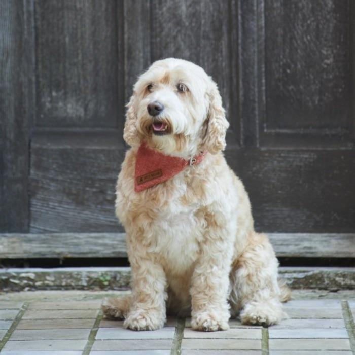 Sweet William - Tweed Dog Bandana - Orange