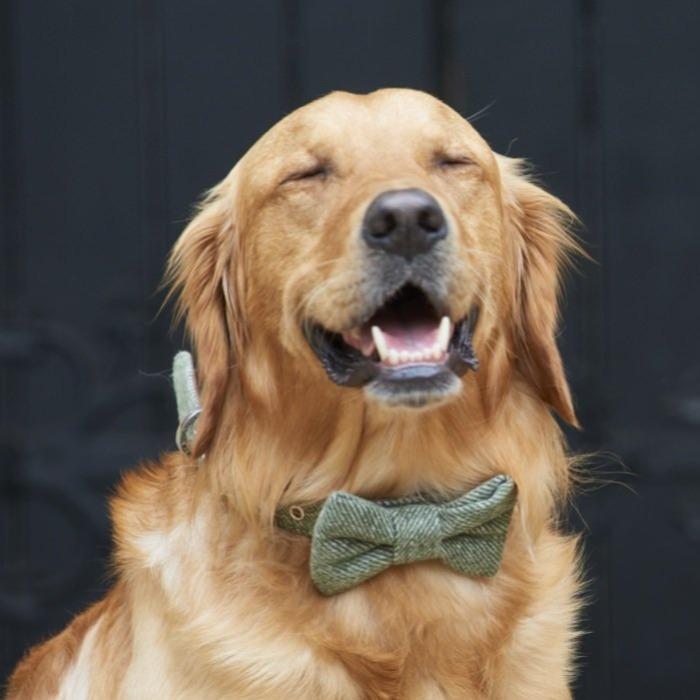 Sweet William - Tweed Dog Bow Tie - Green-Sweet William-Love My Hound